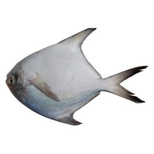 Frozen Silver Pomfret - 30-32oz (زبيدي)